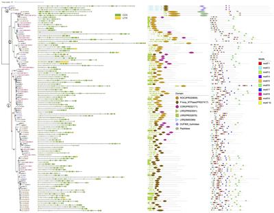 Exon shuffling and alternative splicing of ROCO genes in <mark class="highlighted">brown algae</mark> enables a diverse repertoire of candidate immune receptors